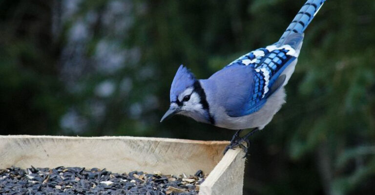 20 Surprising Reasons You May Not Want Blue Jays in Your Yard