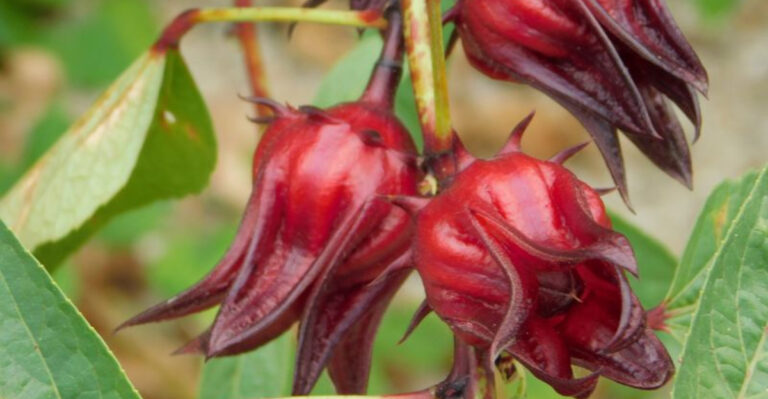20 Unique Herbs to Grow in Your Backyard