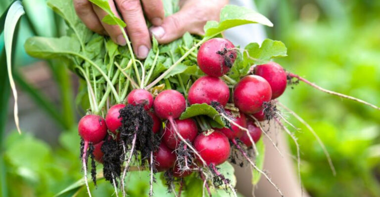 20 Vegetables That Get Healthier When You Grow Them at Home – Discover the Benefits!