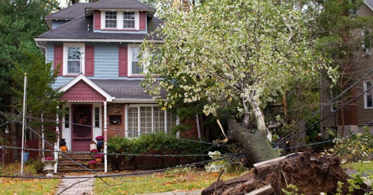 22 Trees That Could Wreck Your Property Today