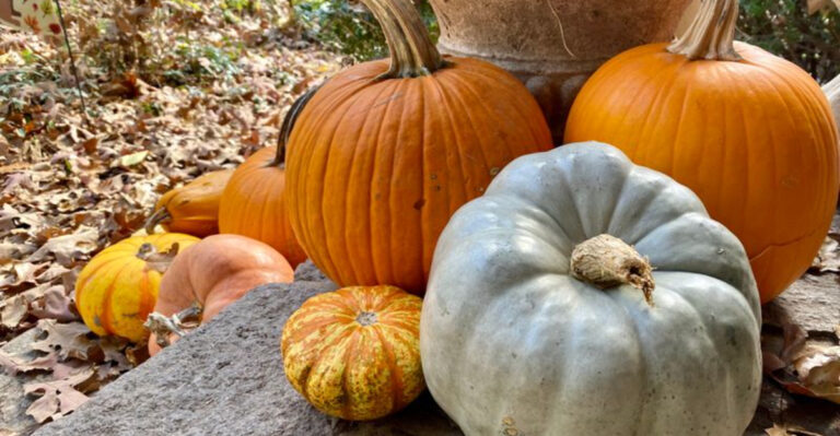 30 Vegetables That Practically Grow Themselves from Seeds
