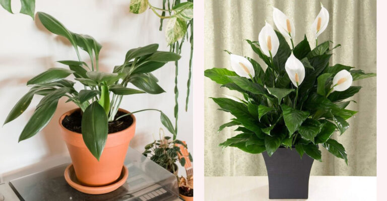 25 Best Low-Light Indoor Plants for Offices