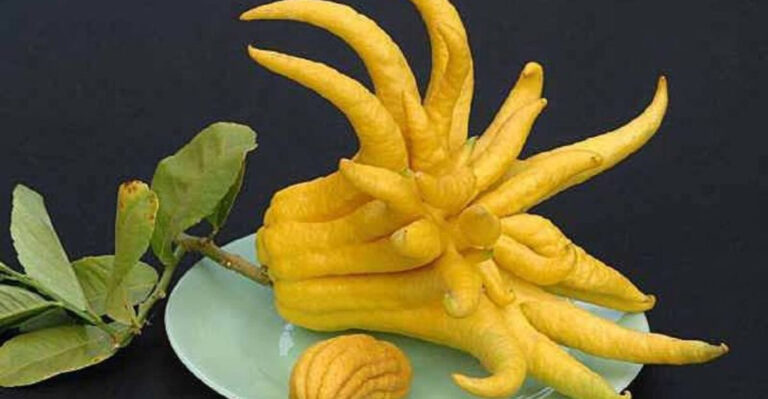 24 Exotic Fruits You’ve Never Heard Of and Why You Should Try Them