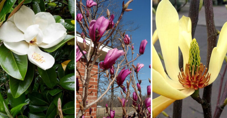 25 Gorgeous Magnolia Trees and Shrubs to Elevate Your Landscape