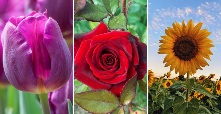 25 Iconic Flowers with Deep Cultural and Historical Meaning Across the World