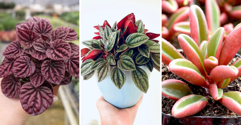 25 Peperomia Plants That Will Instantly Upgrade Your Indoor Jungle