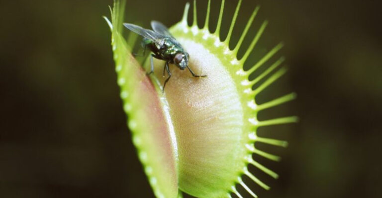25 Plants That Repel (Or Eat) Flies