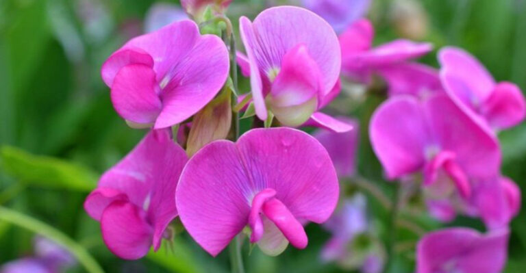 27 Stunning Plants That Make a Statement Without Breaking the Bank