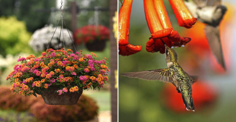 27 Stunning Hanging Plants Guaranteed to Attract Hummingbirds