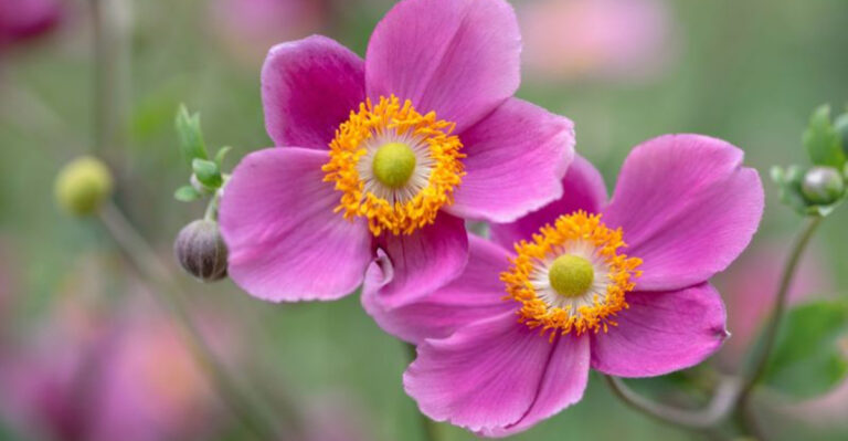 27 Resilient Perennials That Blossom Without Constant Attention