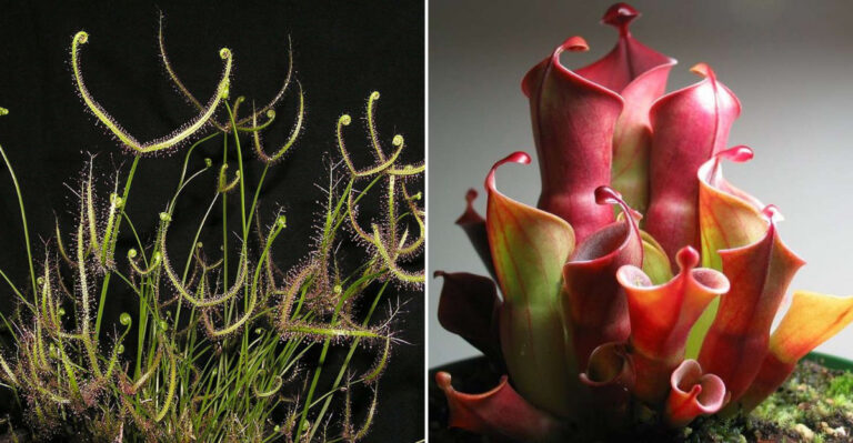 28 Carnivorous Plants That Could Be Straight Out of a Sci-Fi Movie