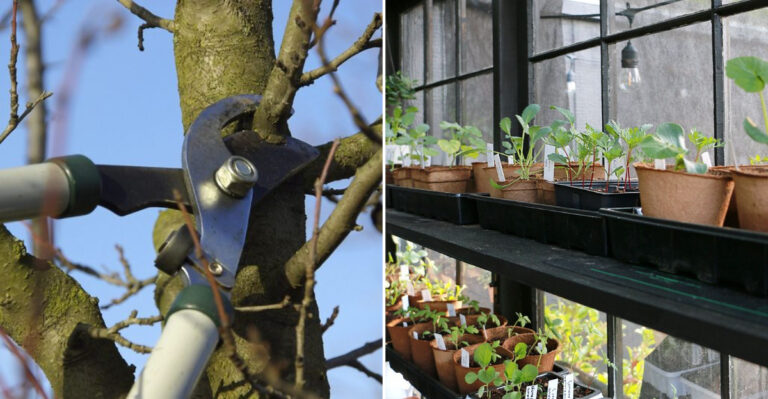 5 Gardening Projects to Tackle in February