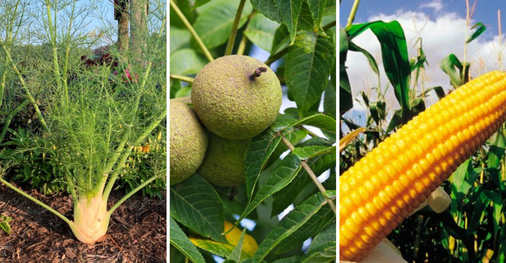 6 Plants to Avoid Growing Near Tomatoes for a Healthier Harvest!