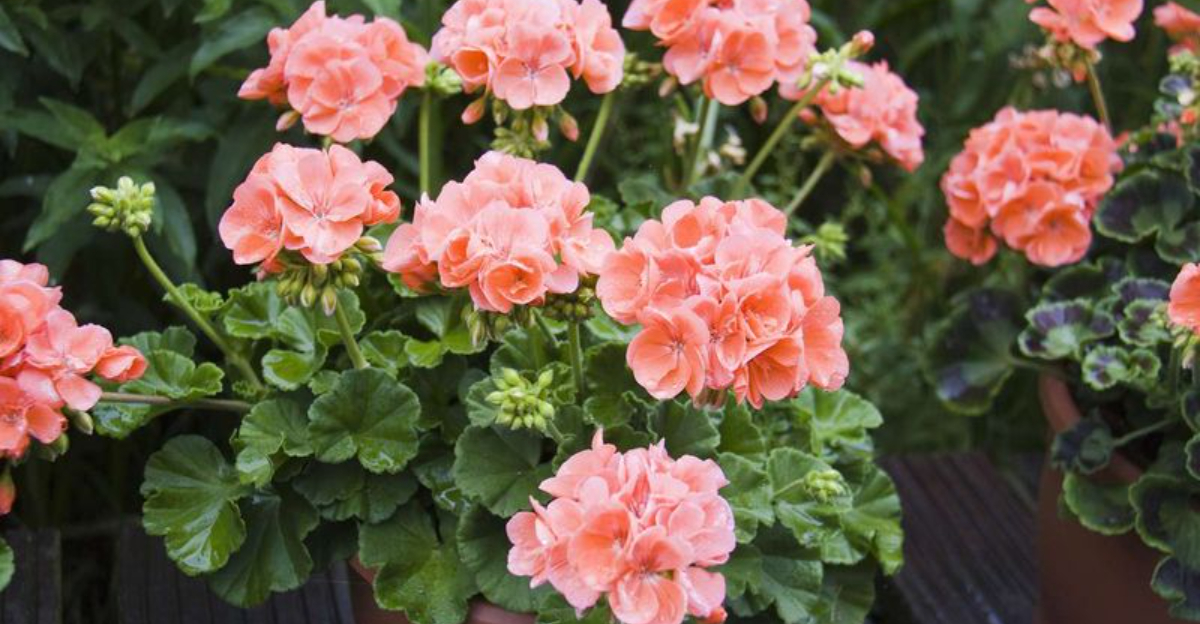 7 Easy Tips to Keep Your Geraniums Blooming All Summer Long