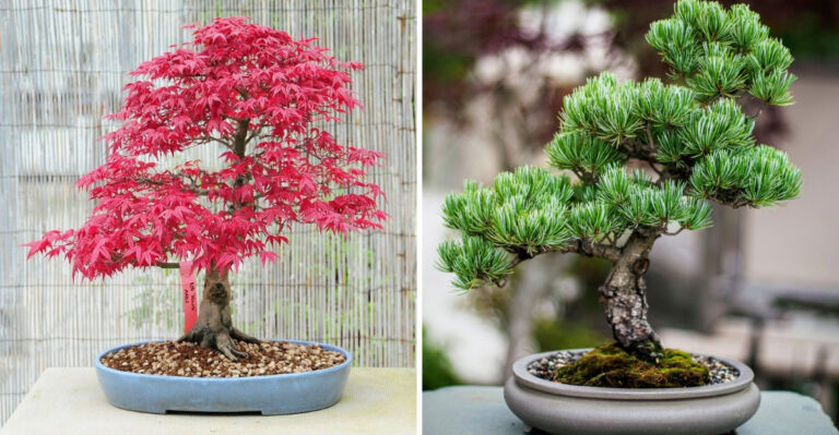 8 Perfect Bonsai Trees Beginners Will Love