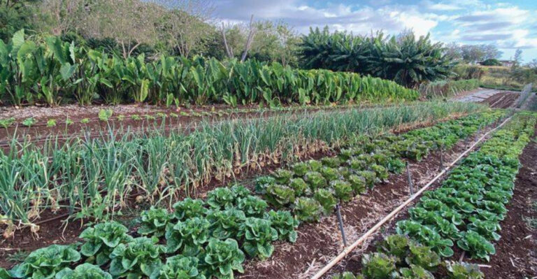 8 Proven Ways to Fix Heavy Clay Soil for a Thriving Garden