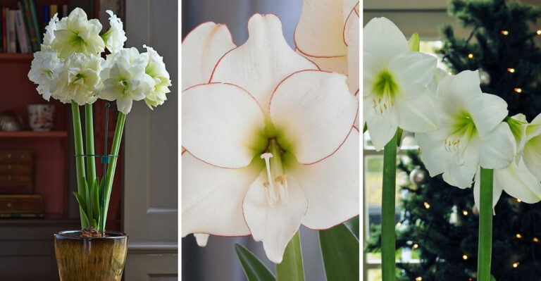8 Stunning White Amaryllis Varieties for an Elegant Alternative to Red