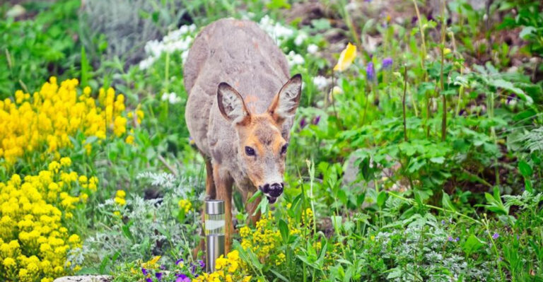 8 Ways to Stop Deer from Eating Your Plants