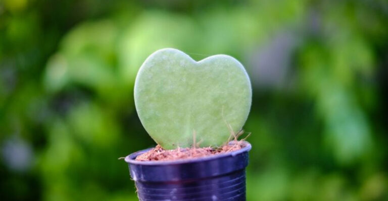 9 Charming Plants That Show Off Heart-Shaped Leaves