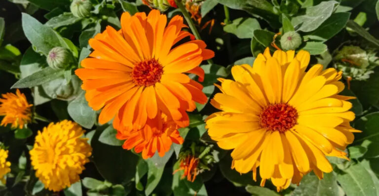 9 Flowers to Sow in January – Plant Seeds Indoors This Month for Enchanting Summer Blooms