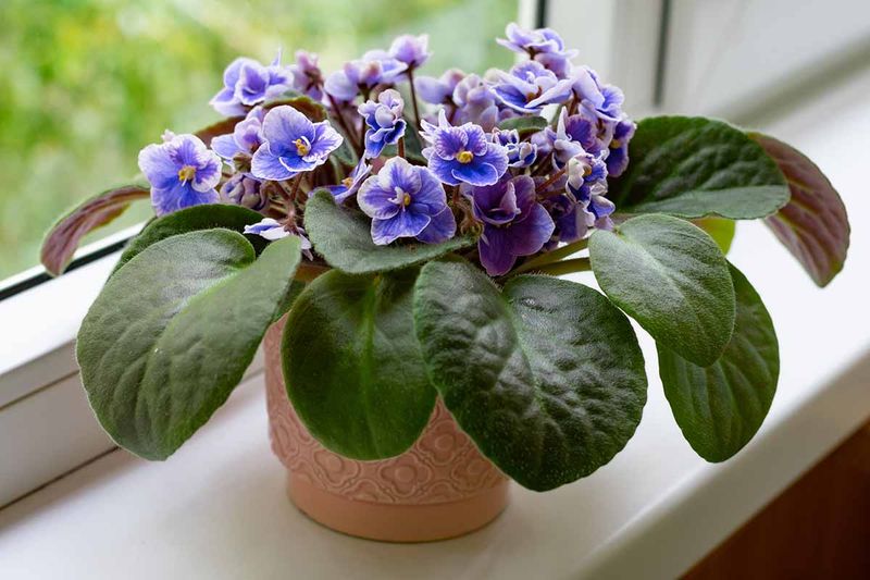 African Violet