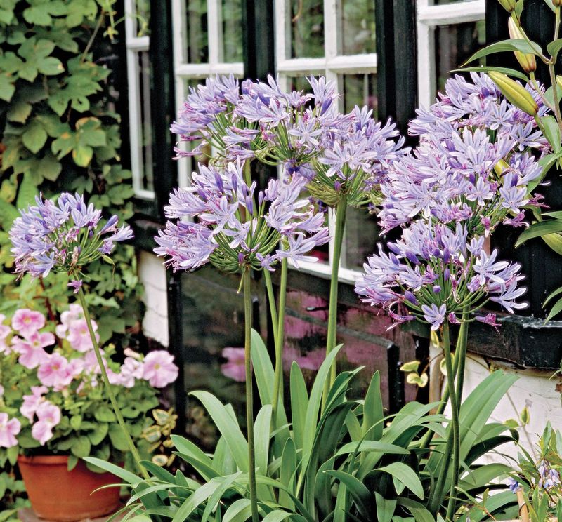 Agapanthus