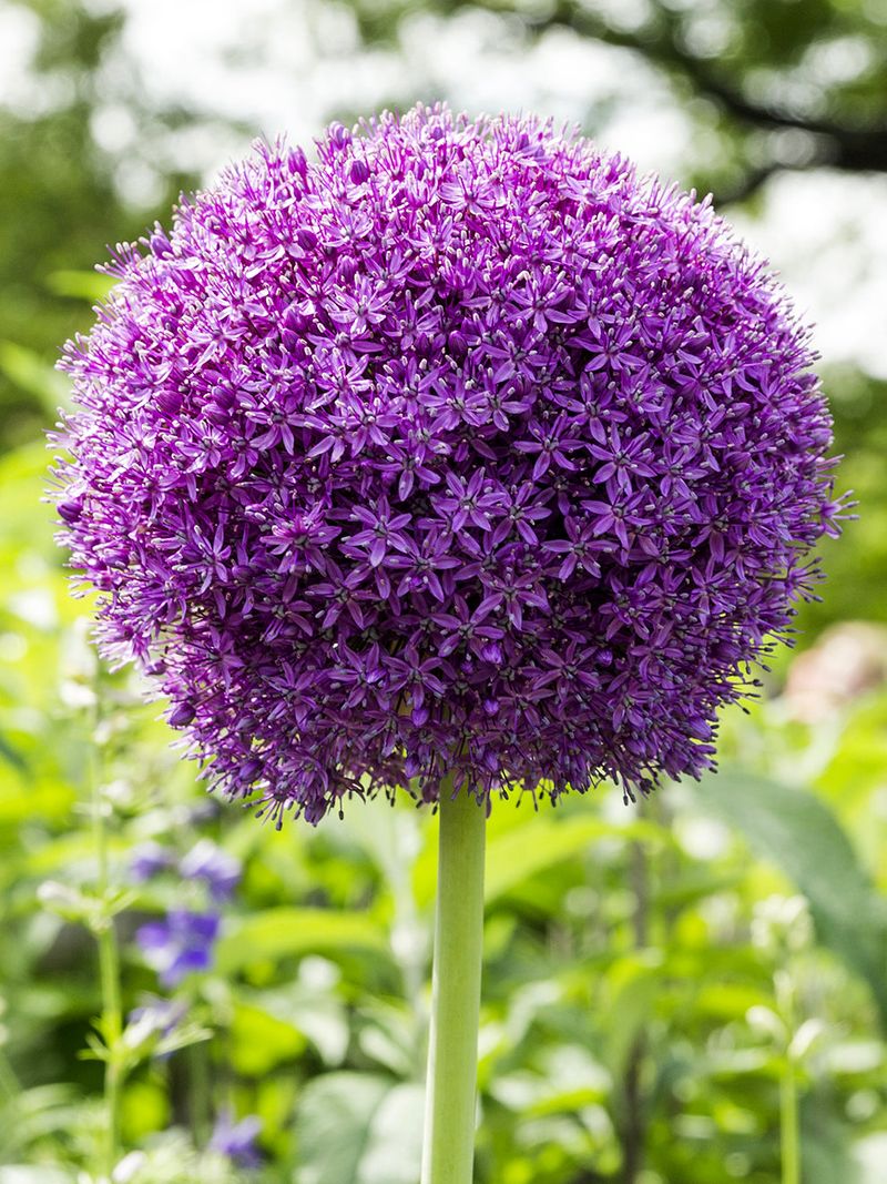 Allium