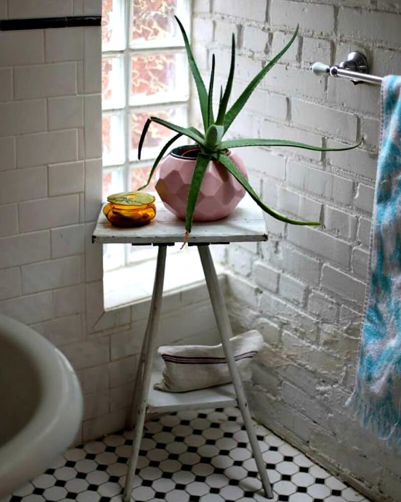 Aloe Vera for the Bathroom