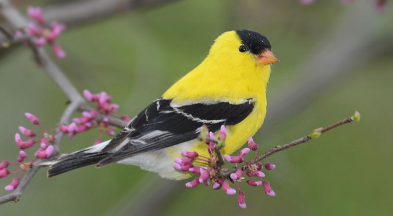 American Goldfinch