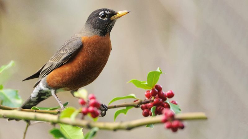 American Robin