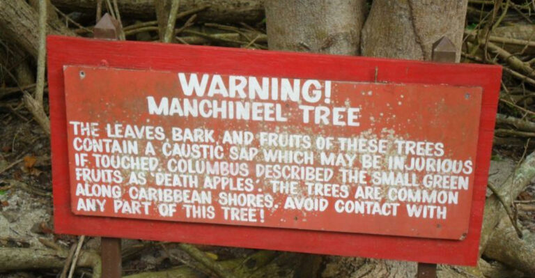America’s Deadliest Tree: More Toxic Than a Rattlesnake