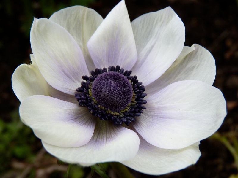 Anemones