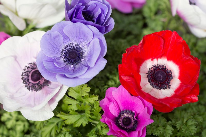 Anemones