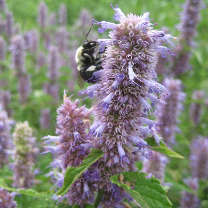 Anise Hyssop