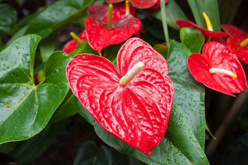 Anthurium