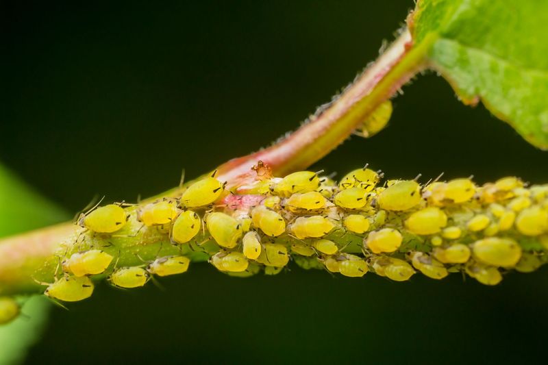 Aphids