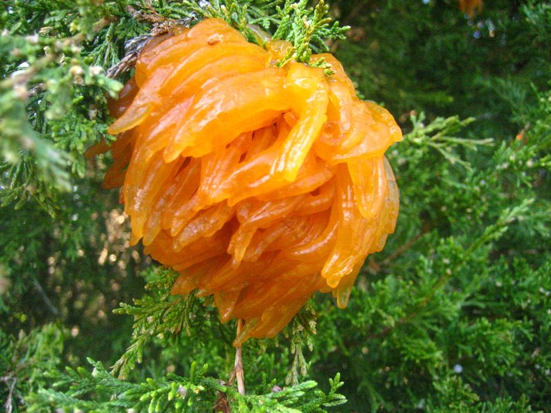 Apple Cedar