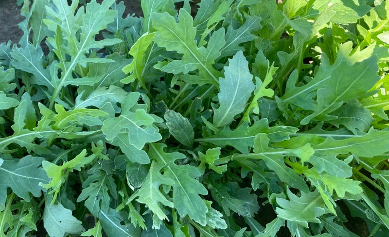 Arugula