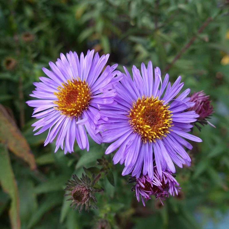 Aster