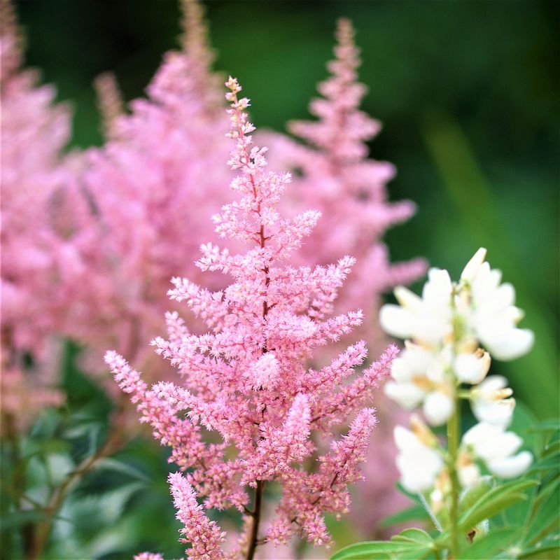 Astilbes