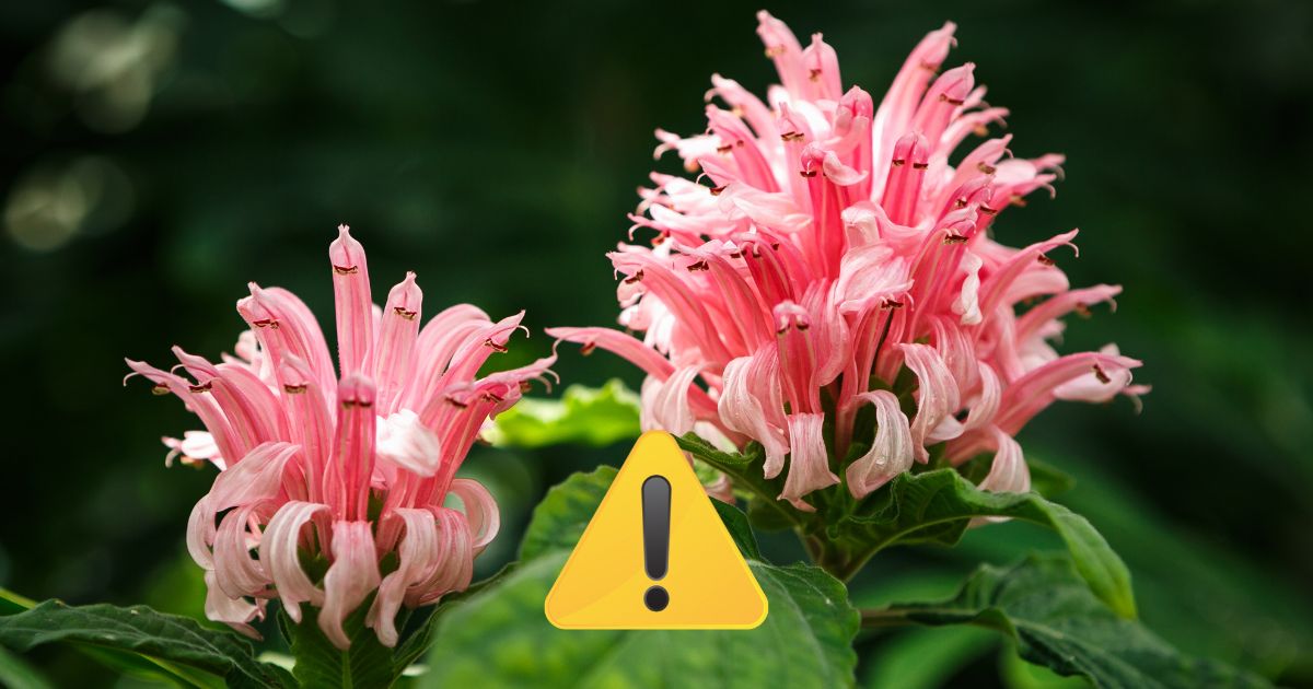 Attention Plant Parents: Are You Unknowingly Violating the Law?