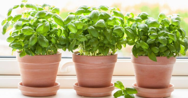 10 Herbs That Secretly Attract Pests Into Your Home