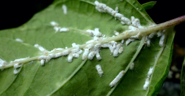 Avoid These 5 Mistakes to Keep Your Houseplants Pest-Free