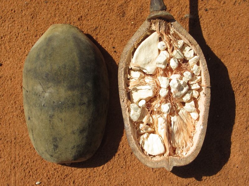 Baobab Fruit