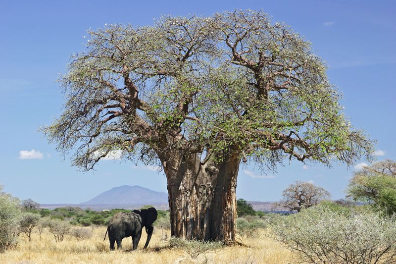 Baobab Tree (Adansonia)