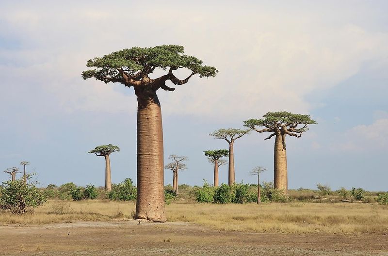 Baobab Tree