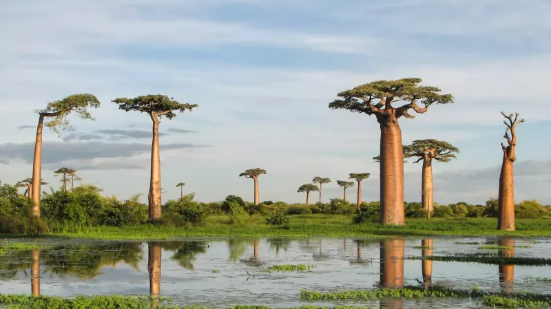 Baobab of Madagascar