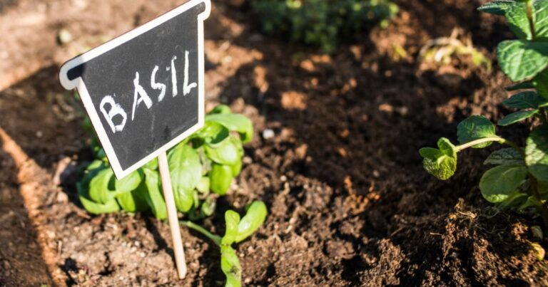 Basil’s Worst Neighbors: 12 Plants to Avoid