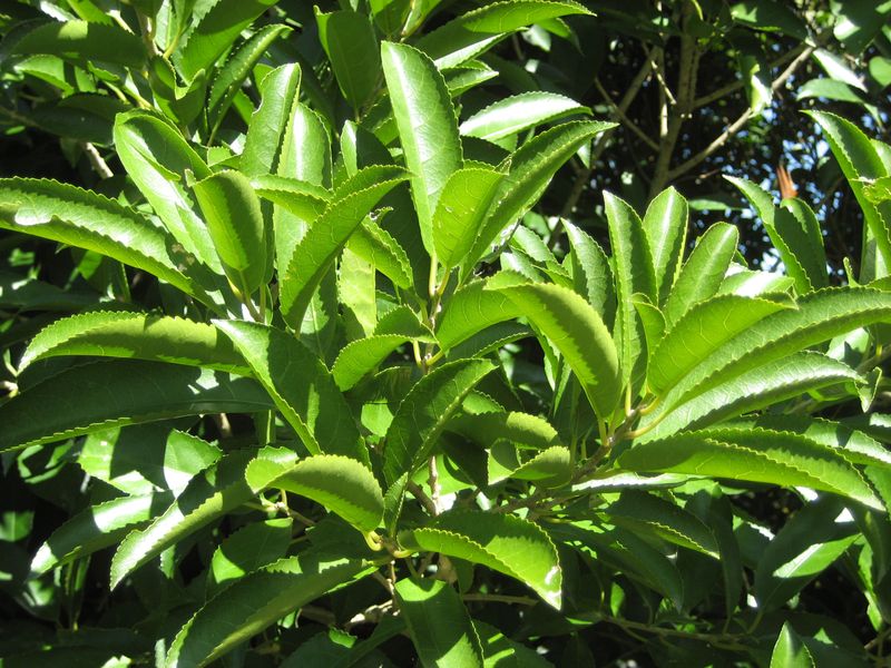 Beechwood (Melicytus ramiflorus)