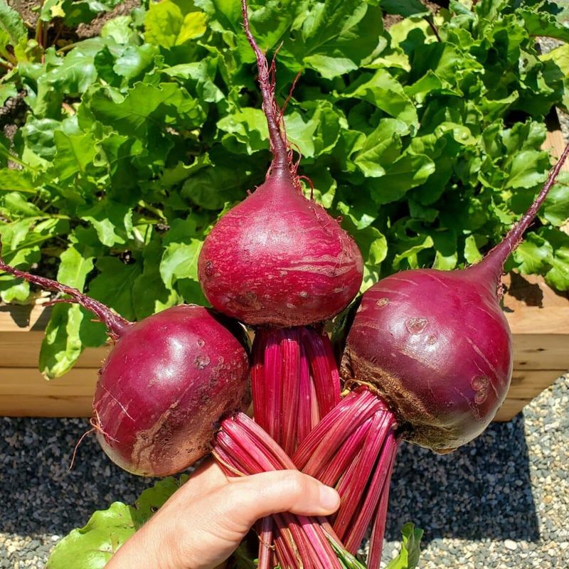 Beets